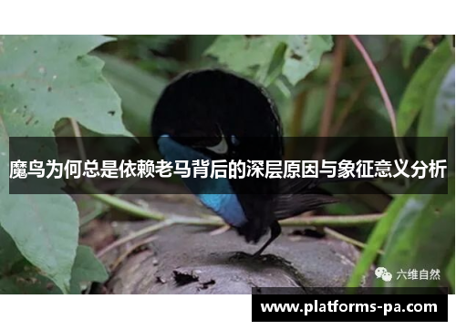 魔鸟为何总是依赖老马背后的深层原因与象征意义分析